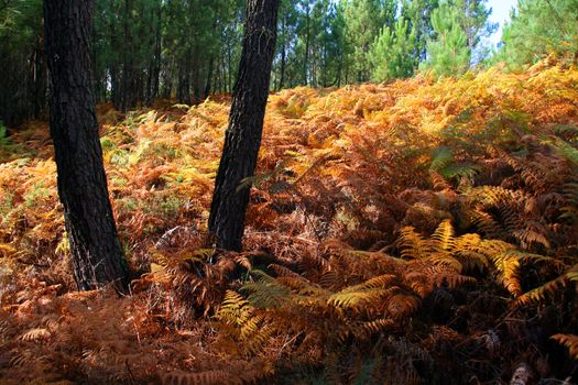 nice and cold autumn landscape