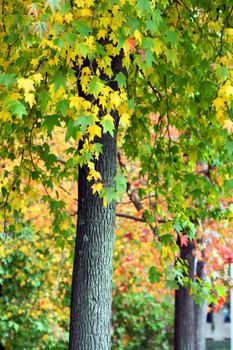 nice and cold autumn landscape