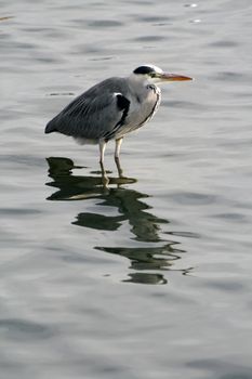 Grey Heron fishing at the waterside