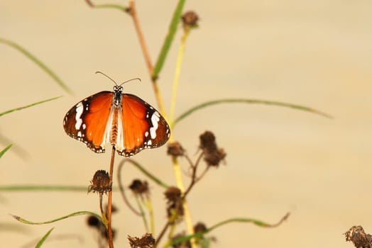 A plain tiger butterfly (Danaus chrysippus chrysippus)  sitting in a plant. this butterfly found in Singapore