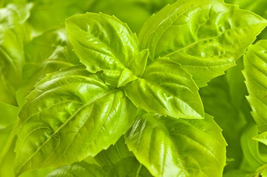 Fresh green basil close up isolated on white background