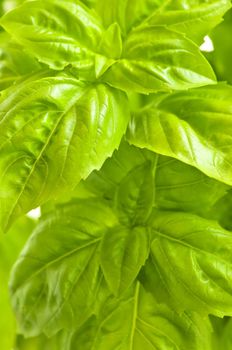 Fresh green basil close up isolated on white background