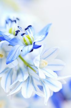 Floral background of first spring flowers close up