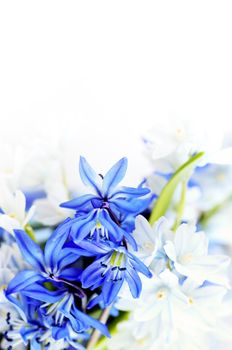 Floral background of first spring flowers close up