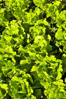 Rows of green lettuces growing in a vegetable garden
