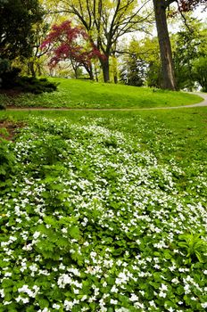 White canada violets blooming in a spring park
