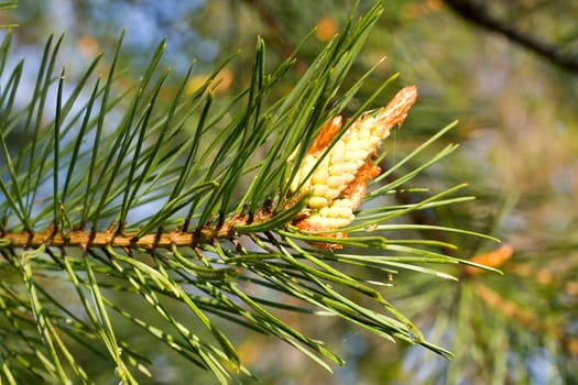 close-up branch of pine with cone on nature background