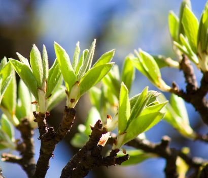 new bud with leaves on apple tree, in april