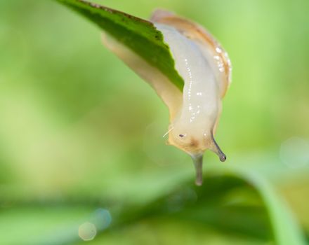 snail on blade over green grass background