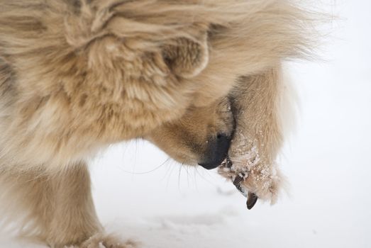 a brown eurasian dog cleaning the snow of his paw