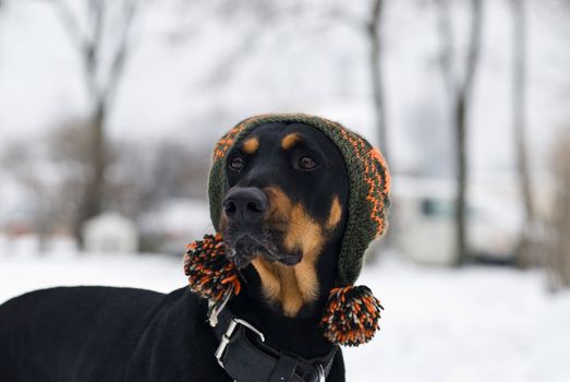 a doberman dog with a cap on his  head with a snowy background