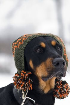 a doberman dog with a cap on his  head with a snowy background