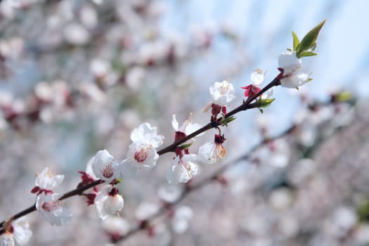 blossom branches of apple trees in town garden in springtime