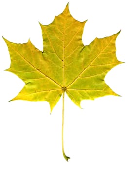 yellow autumn sheet of the maple on white background