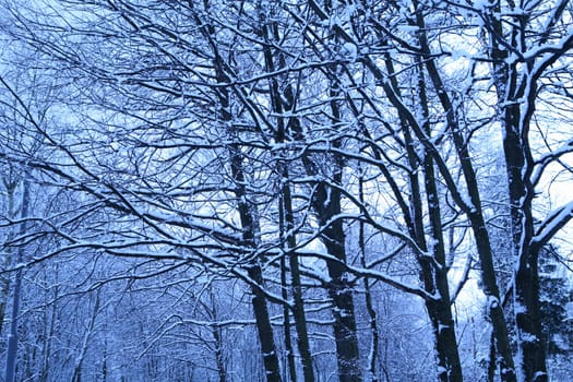 early blue morning after snowfall in forest
