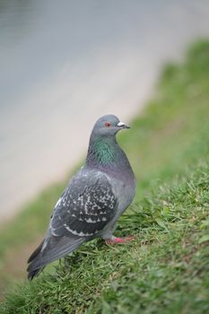 Bird, Town Blue-grey Dove, Ornithology