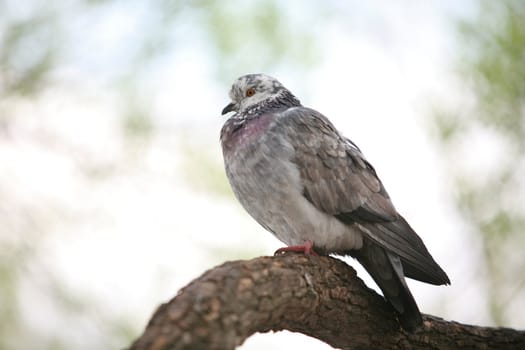 Bird, Town Motley Dove on Tree