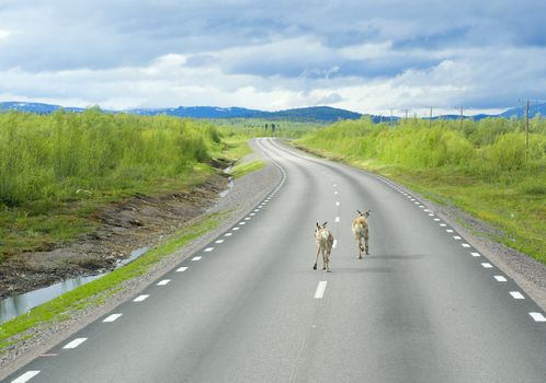 Deer running on the way of Lapland