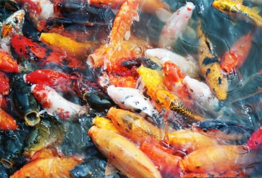 Typical colorful Chinese fishes kept in every pond in parks. Fishes are gathering and trying to get some food from park visitors.