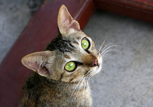 Cat with green eyes on street