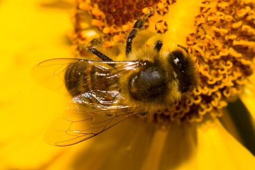 close-up bee on yellow flower collects nectar