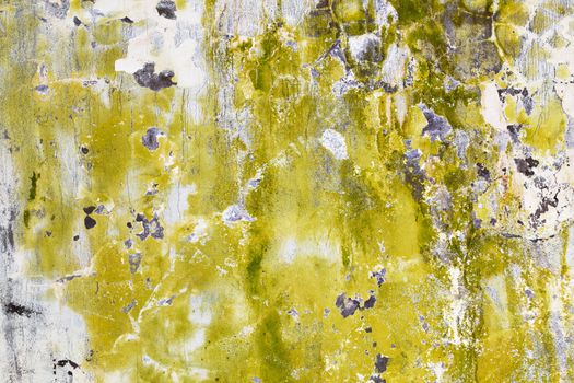 Mold and algae on an old dirty wall