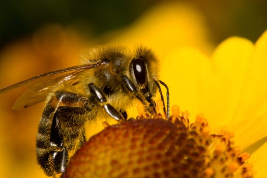 close-up bee on yellow flower collects nectar