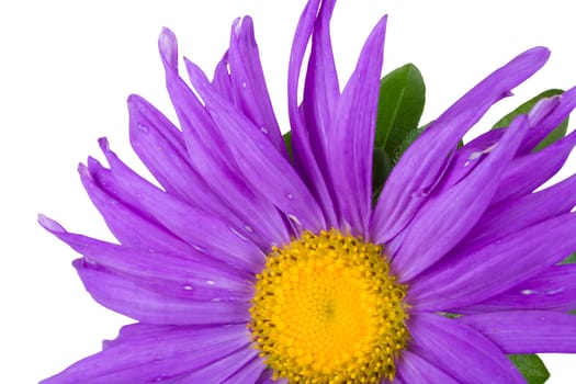 close-up part of purple aster, isolated on white