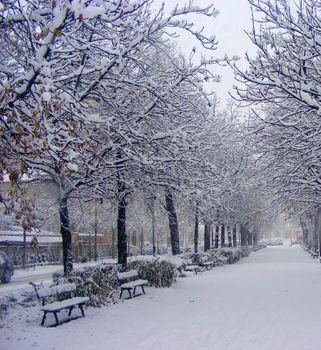 A snowy road in the park