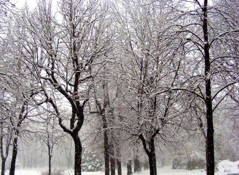 Many trees frozen by snow