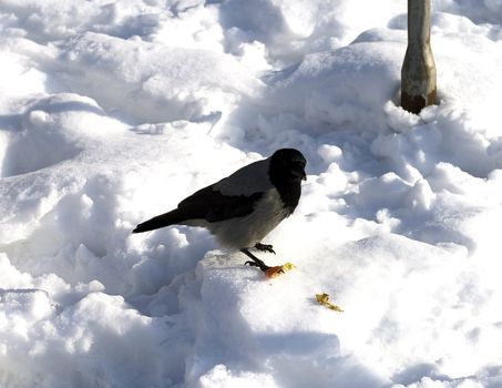 Close up of a crow (corvus corone cornix) eating on the snow