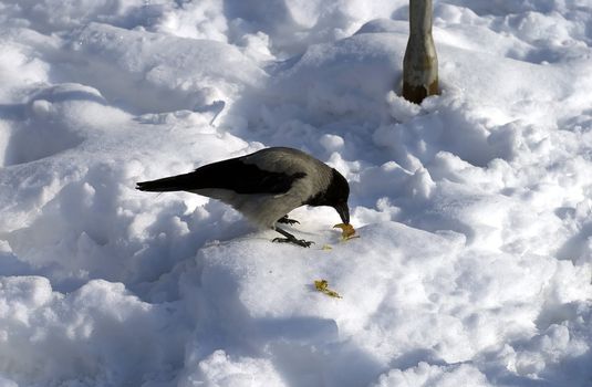 Close up of a crow (corvus corone cornix) eating on the snow