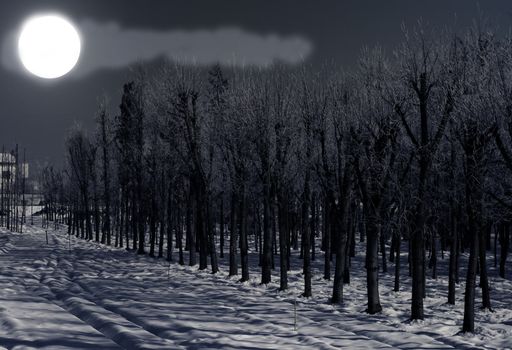 Winter wood under the full moon