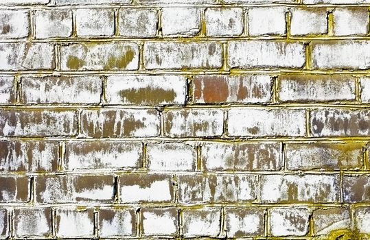 The old brick wall struck by a fungus