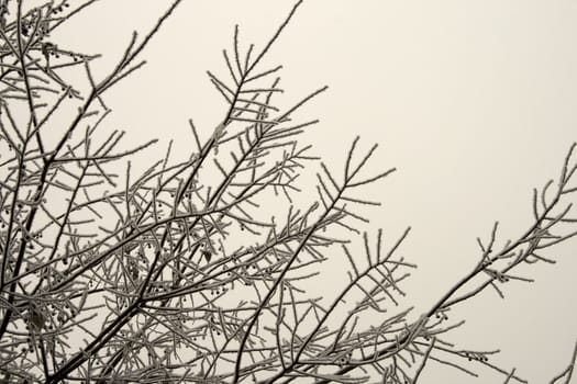 Frozen branches of trees