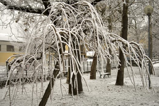 Frozen branches of trees