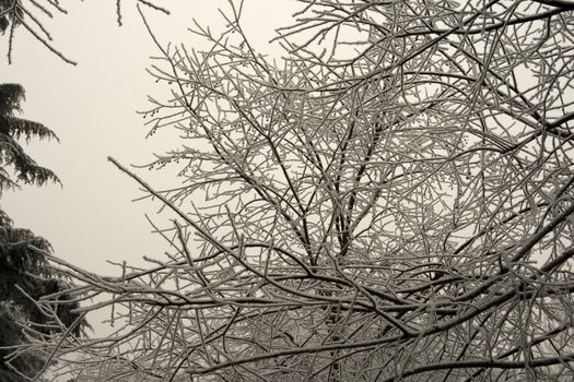 A tree with branches full of snow on white sky