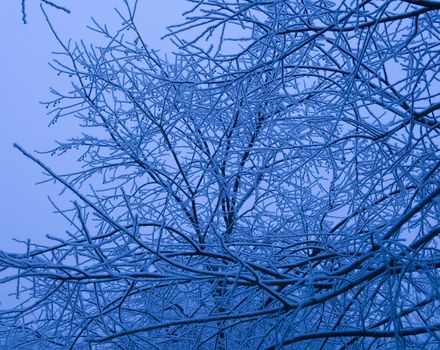 Tree full of snow in tungstene light