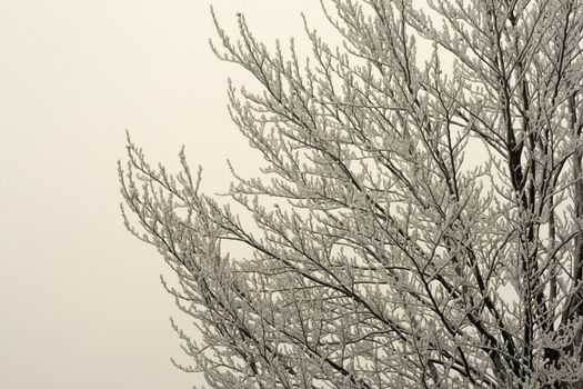 Branches of a tree full of snow