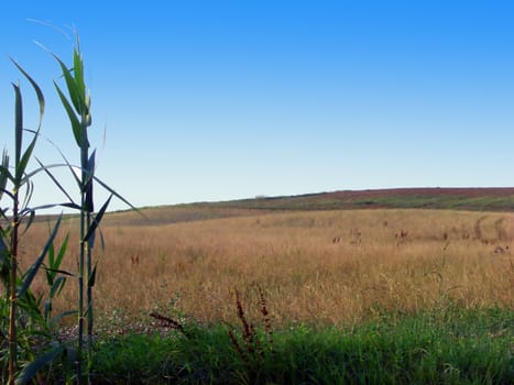 Wheat fields under a clear blue sky