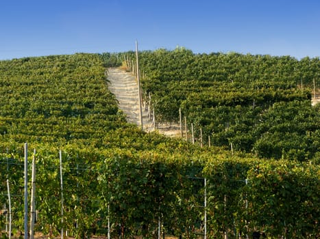 A view of a vine in the Italian little town of Barolo