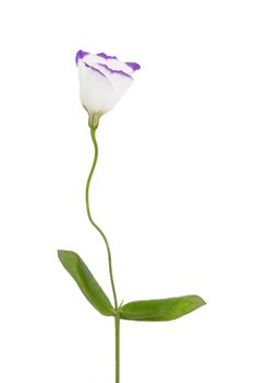 white and purple flower isolated on white