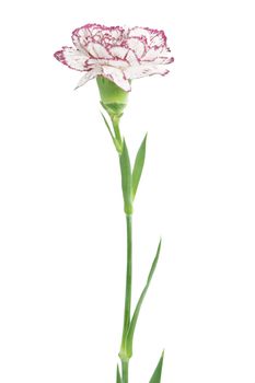 white and pink blooming carnation flower on white background