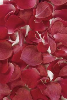front view of red rose petals background