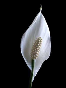 calla lily flower isolated on black background