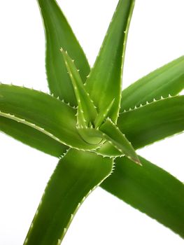 aloe vera close up on white background