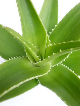 aloe vera close up on white background