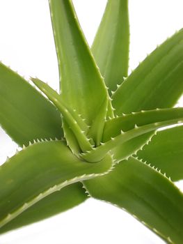 aloe vera close up on white background