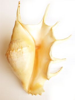 sea shell isolated on white background