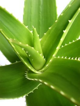 aloe vera close up on white background